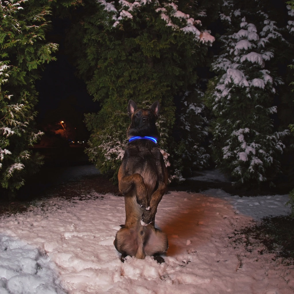 Floofi LED Dog Collar