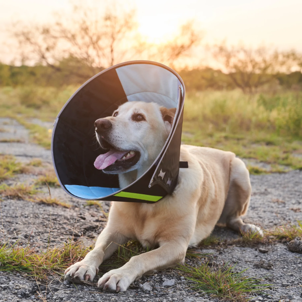 Calmer Collar