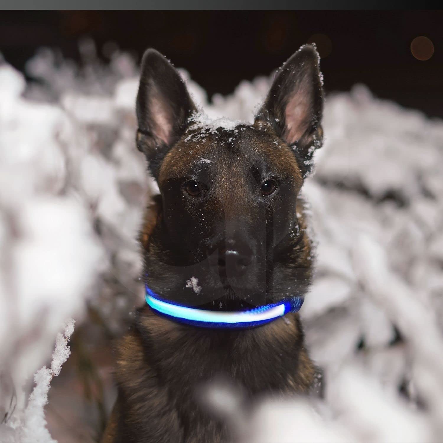 Floofi Solar USB Rechargable LED Dog Collar (L Blue) - PT-DC-143-QQQ