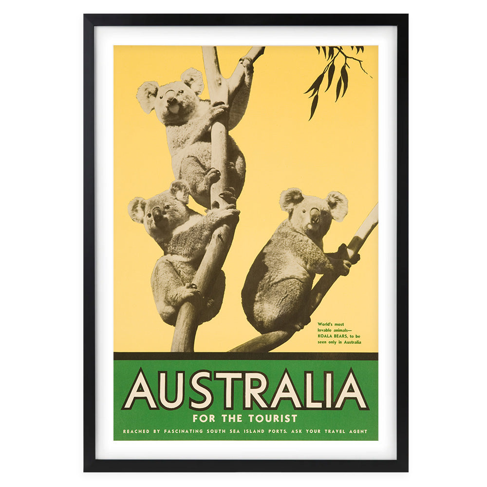 Wall Art's Australia Koalas Large 105cm x 81cm Framed A1 Art Print