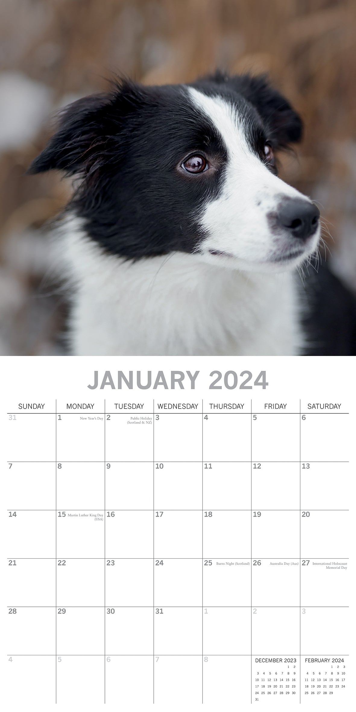 Border Collies 2024 Square Wall Calendar Pets Dog 16 Months Premium   V474 615362 100743 02 