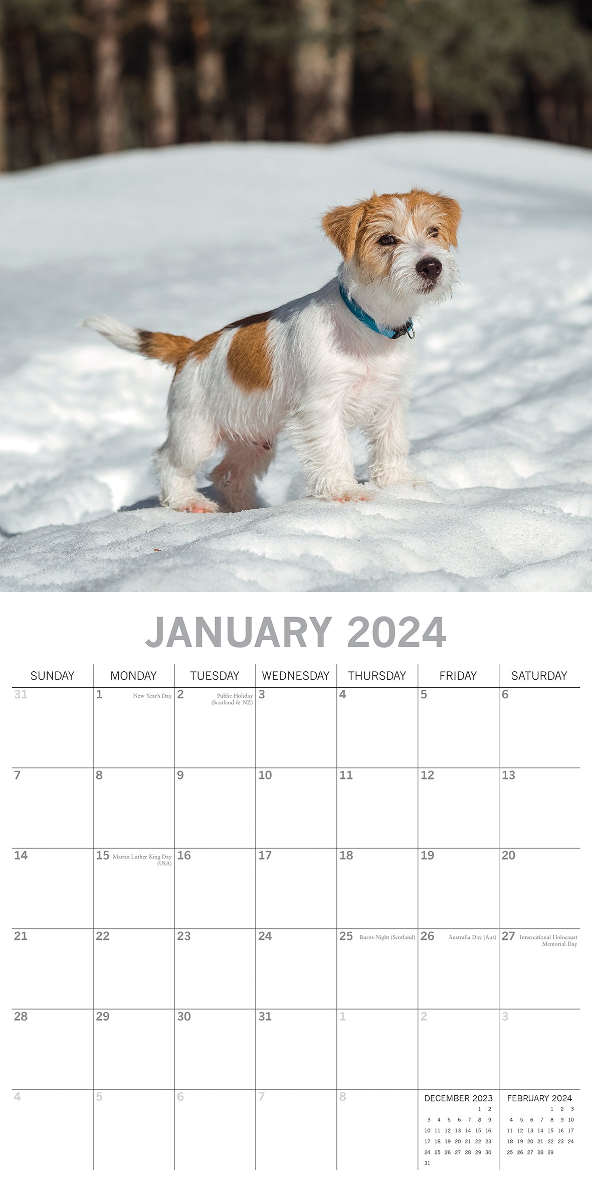 Jack Russells 2024 Square Wall Calendar Pets Dog 16 Month Premium Pl   V474 615374 100781 02 