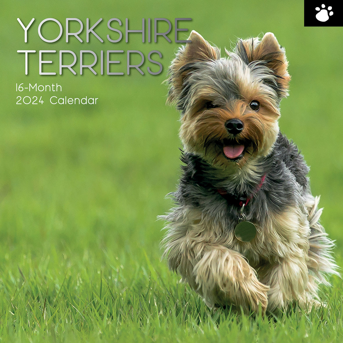 Yorkshire Terriers - 2024 Square Wall Calendar Pets Dog 16 Month Premium Planner