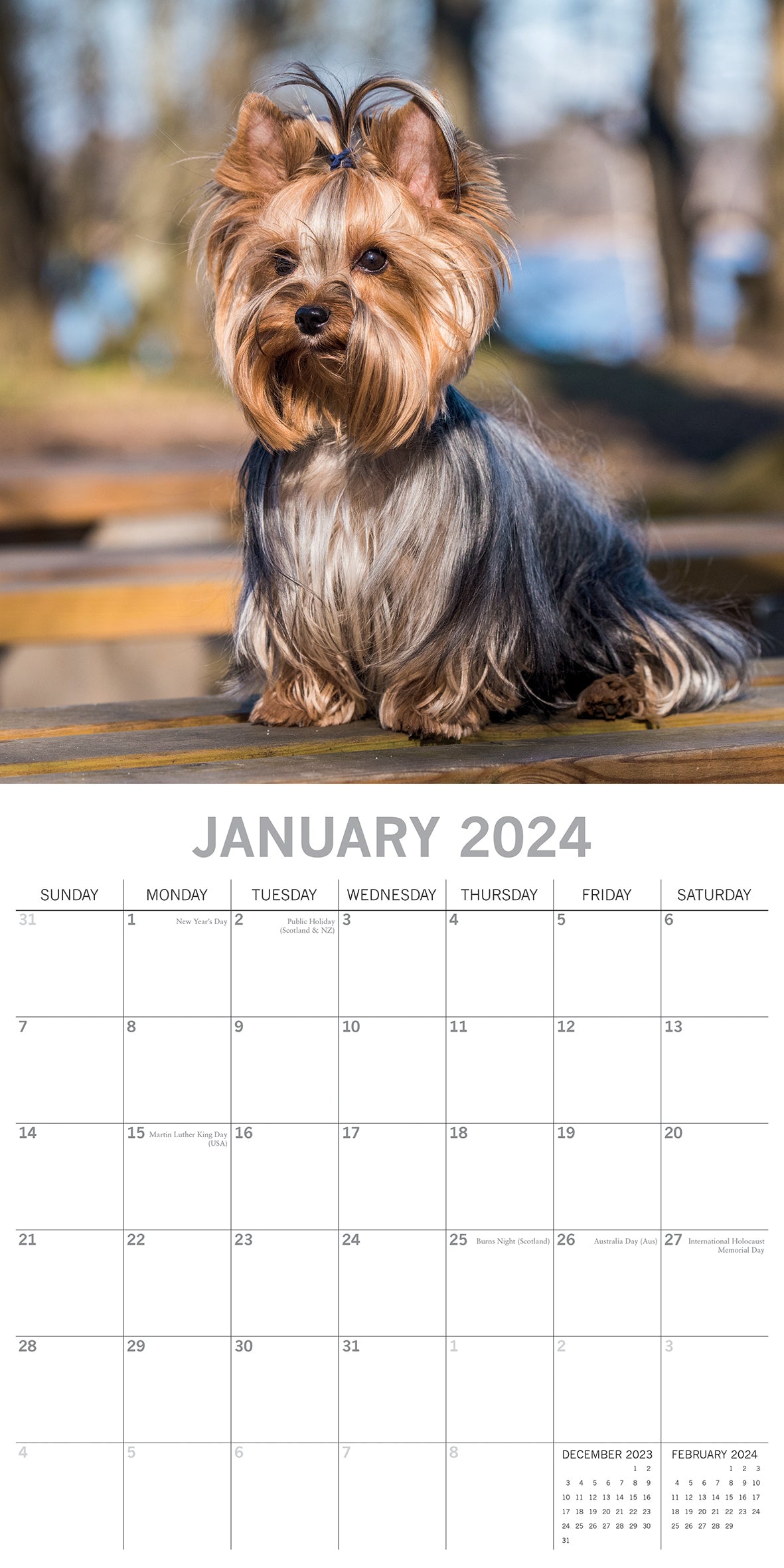 Yorkshire Terriers - 2024 Square Wall Calendar Pets Dog 16 Month Premium Planner